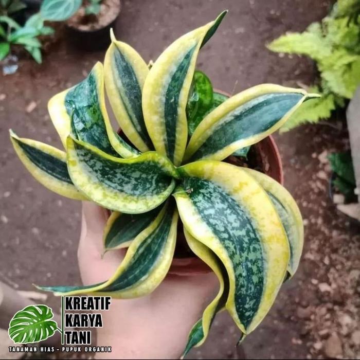 Terbaru Tanaman Hias Sansivera Twister - Sansivera Twister