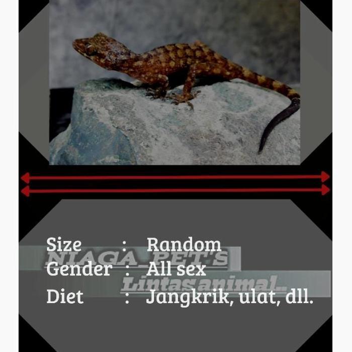 Ready BS cicak batu cyrtodacus marmoratus