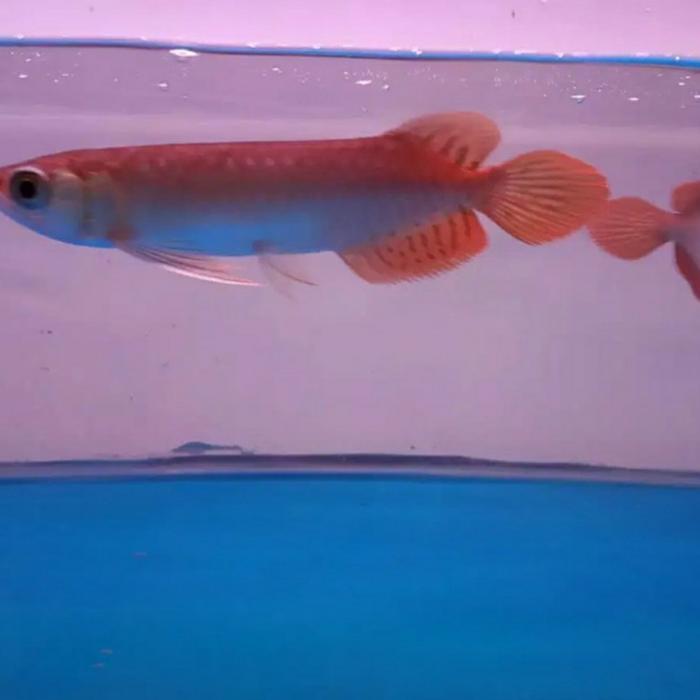 Ikan Arwana Super Red 15-16 Cm. Ikan Predator. Terbaru 