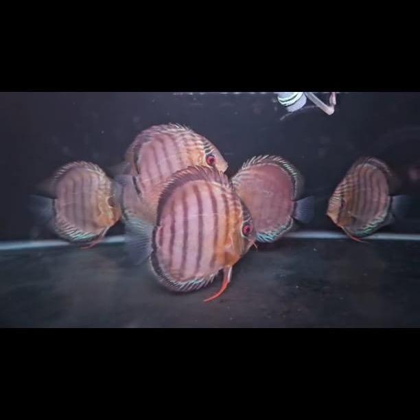 READY GE Discus Wild Columbia ukuran 10 cm