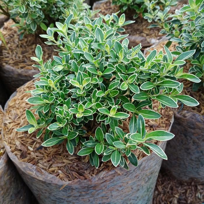 TANAMAN HIAS/ BIBIT BAHAN BONSAI MAME MELATI HINGKIP/ MIRTEN VARIEGATA