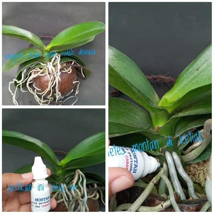 TamanHijau- Montan : Kunci Rahasia Regenerasi Dan Perbanyakan Anggrek Alami