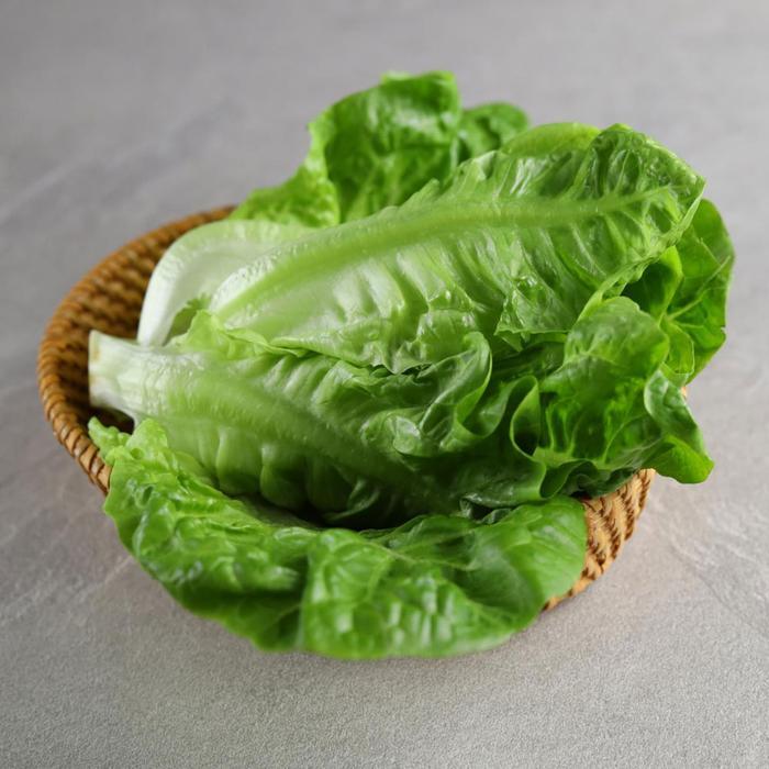 NEW Romaine / Selada Romaine / Lettuce Romaine