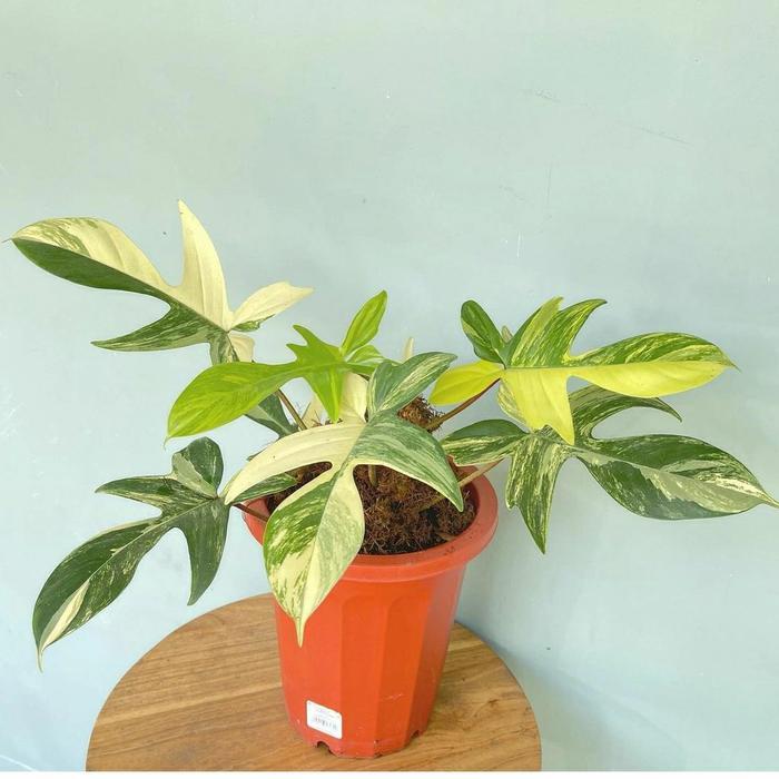 philodendron florida beauty variegata - flobe variegata