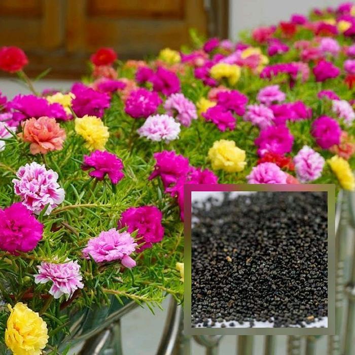 Benih Moss Rose Isi Ratusan Biji - Warna Merah, Ungu, Kuning, Putih, Dan Pink Bunga