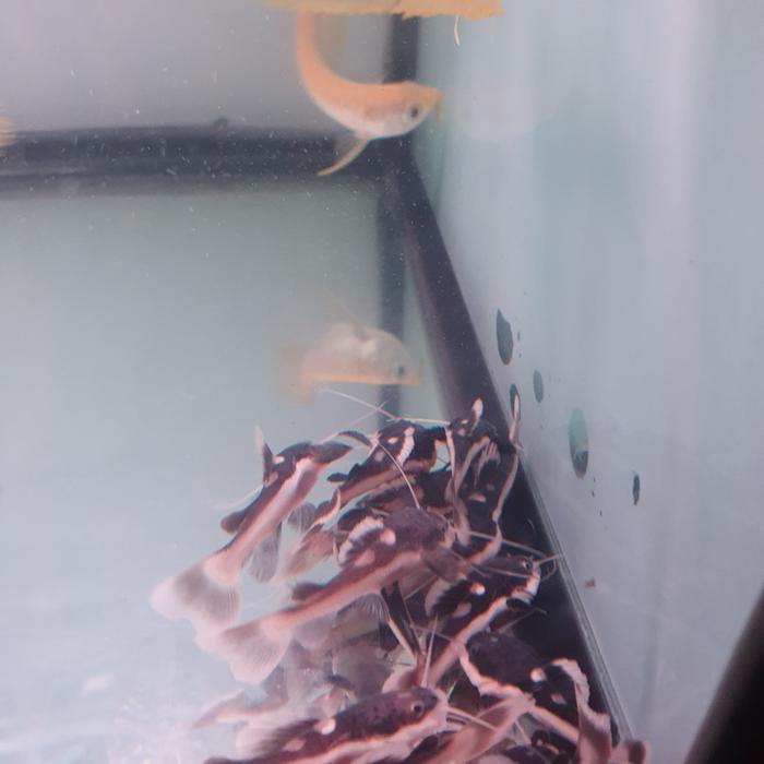 Ikan Rtc Red Tail Catfish Terbaru 