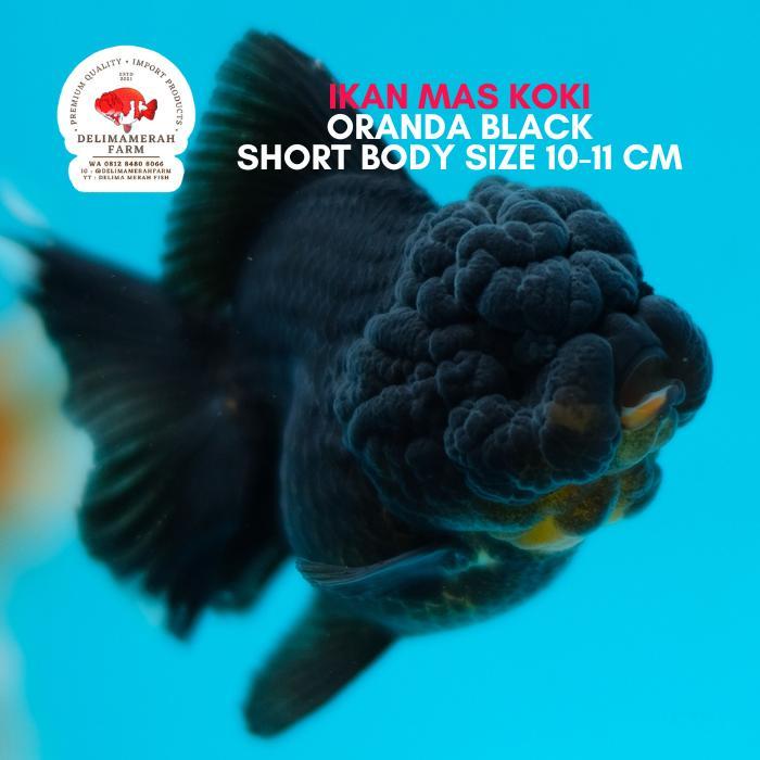 Ikan Mas Koki Oranda Black Size 10 Cm Import Quality Bergaransi Terbaru 