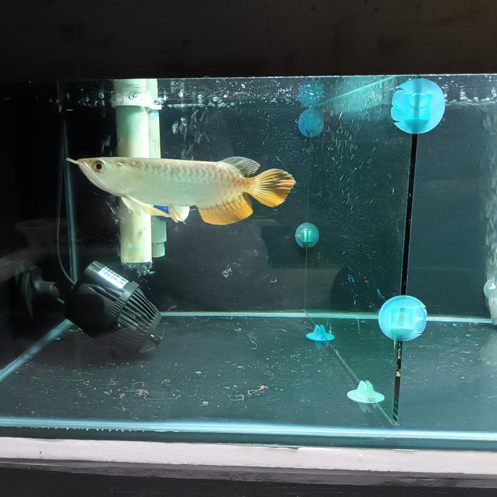 Arowana Golden Red Red Tail Golden Terbaru 