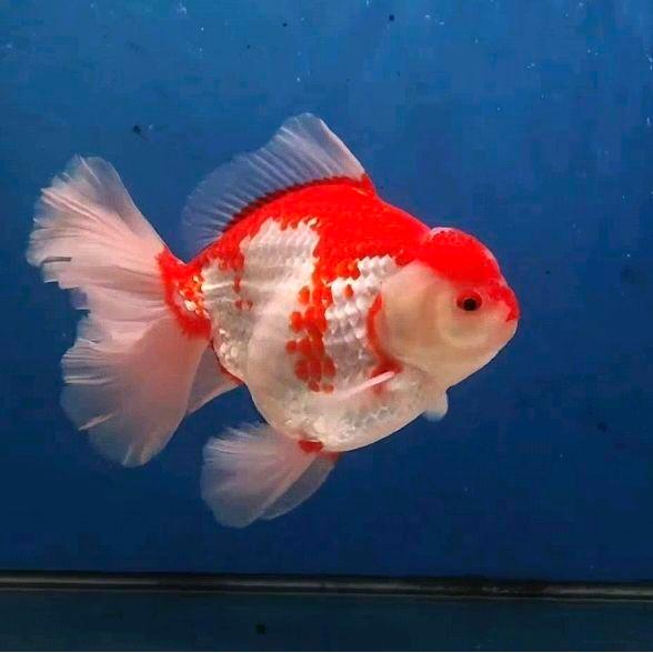 Mas Koki Oranda Red White Ikan Fancy Ikan Mas Koki Terbaru 