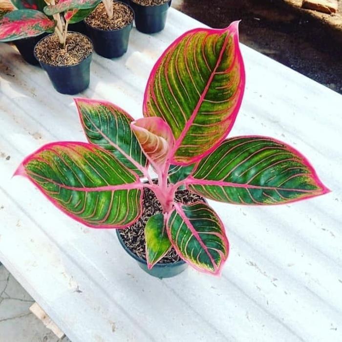 Yuxurystore- Tanaman Hias Aglonema Khanza - Aglonema Lipstik Khanza