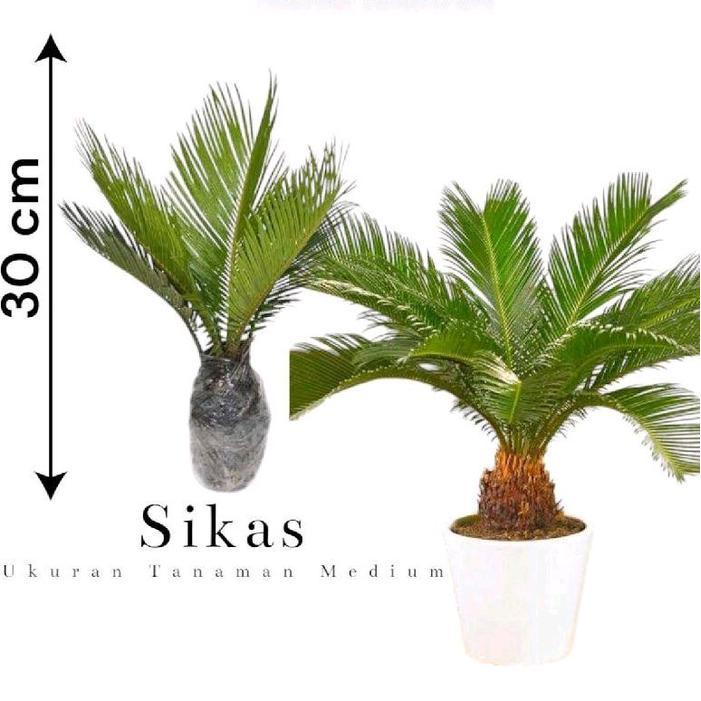 Tanaman Hias Sikas Ukuran Kecil - Sikas - Pakis Haji - Paku Haji - Pohon Sikas hiasan