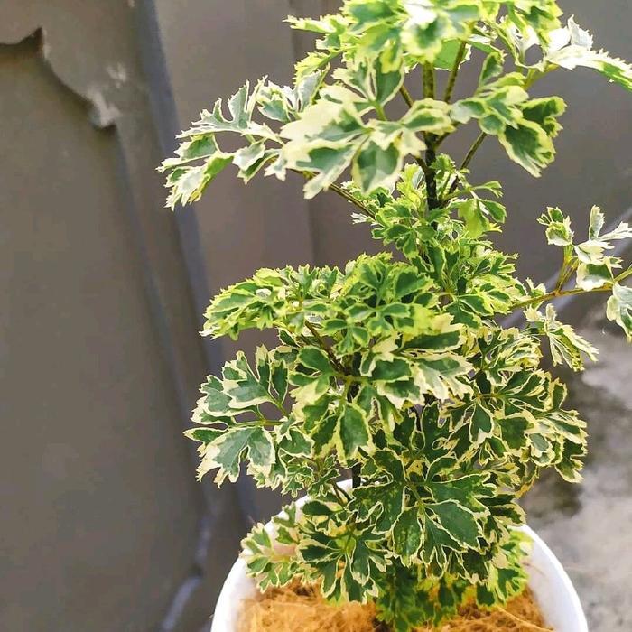 Ada Stok tanaman hias kedongdong laut varigata + pot