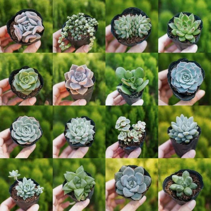 NW Kaktus Succulent Mini Pilih Jenis Tanaman Hias Mini Bebas Pilih Ukuran Bervariasi Sesuai Jenis