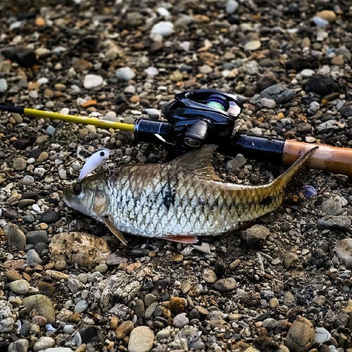 Swimmer Gluestick Hampala Pili - Pili 4cm K&A Fishing Putih untuk Predator Air Tawar & Asin 3.5 Gram