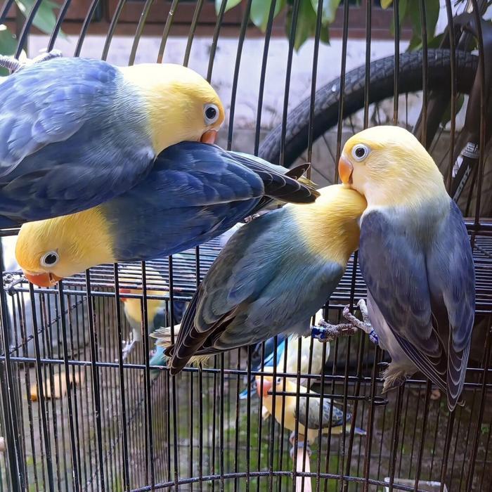 Burung lovebird violet sepasang/satuan - Satuan