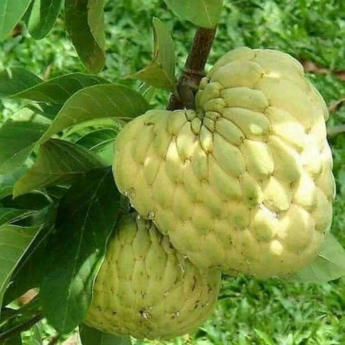 READY STOCK Bibit Srikaya JUMBO Hasil Okulasi Cepat Berbuah Tanaman Buah Segar dan Lezat