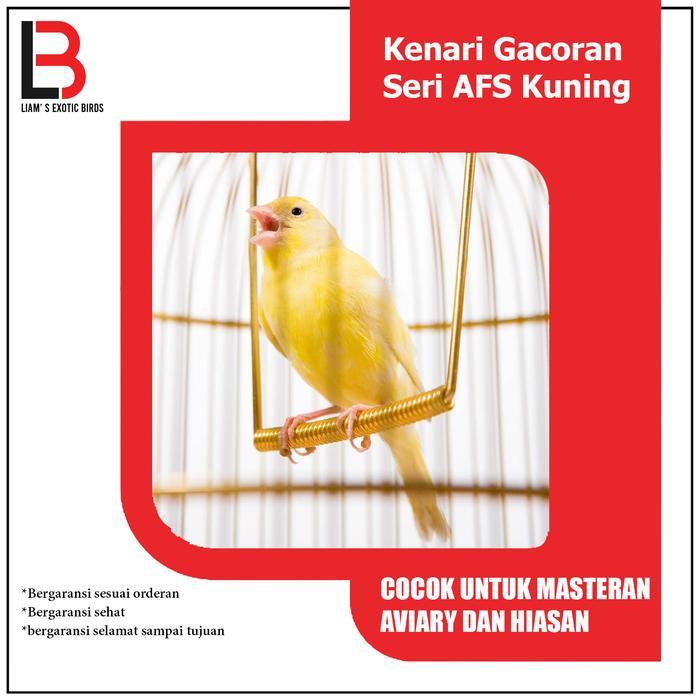 Ready Burung Kenari Gacoran Kuning Seri AFS