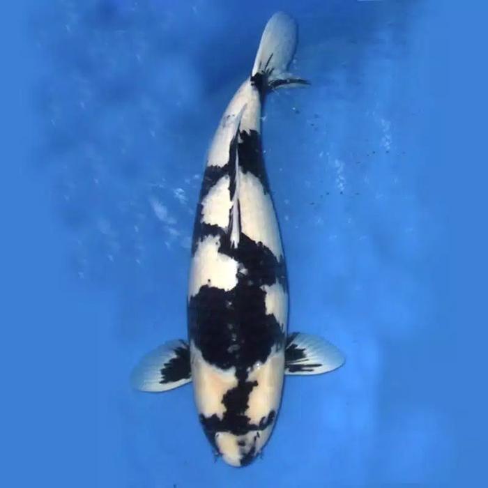 Ikan Koi Shiro Blitar 31-33 Cm Terbaru 