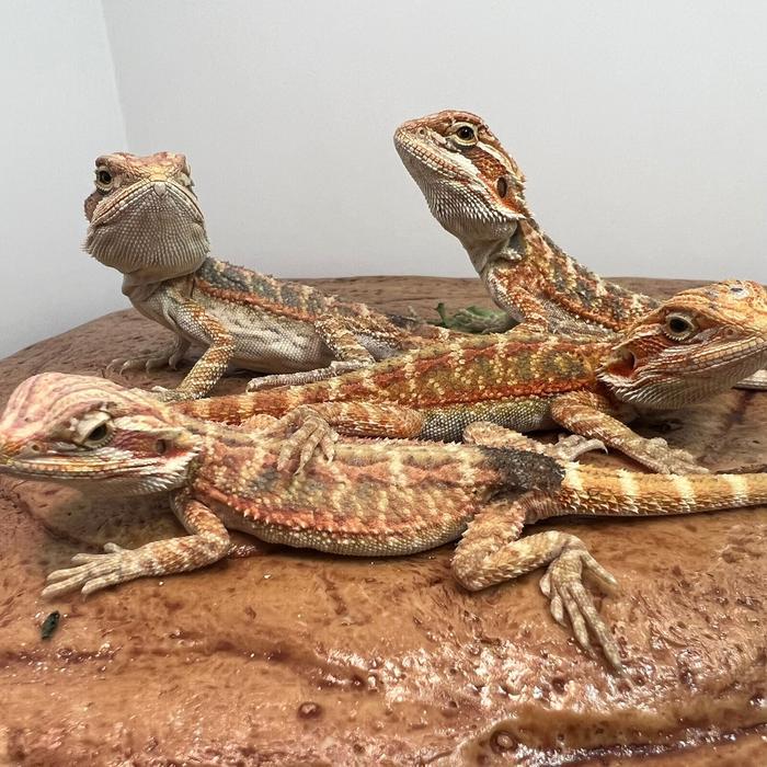 Ready SJ bearded dragon super red het trans baby