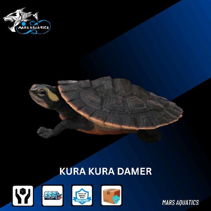 DISKON KURA KURA DAMER DADA MERAH BABY