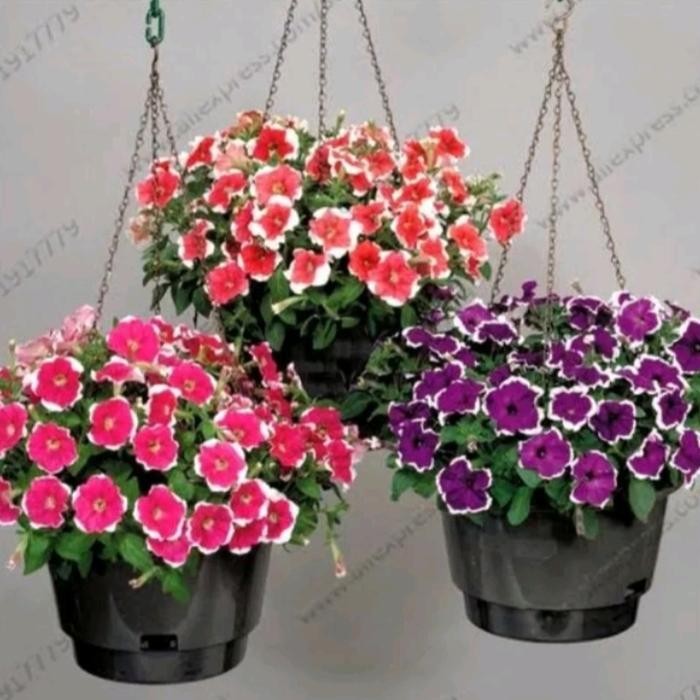 [ tanaman hias bunga petunia / tanaman pot gantung ]