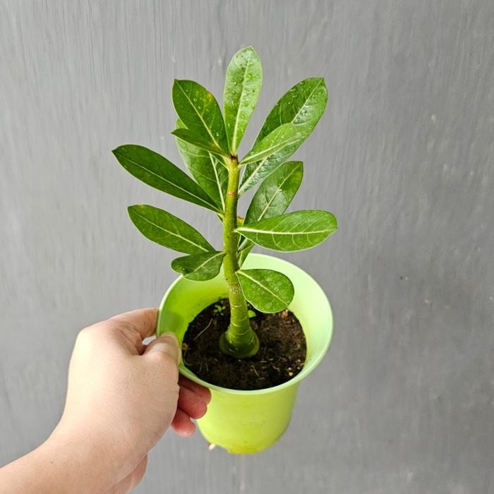 [ Adenium Bunga Kamboja Pink Pohon Bonsai - Tumbuhan Hidup Tanaman Hias Asli Murah Makassar ]