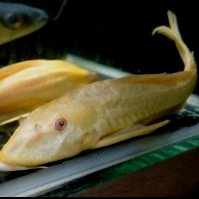 33og- Ikan Hias Sapu Sapu Albino Pembersih Lumut Kaca Aquarium