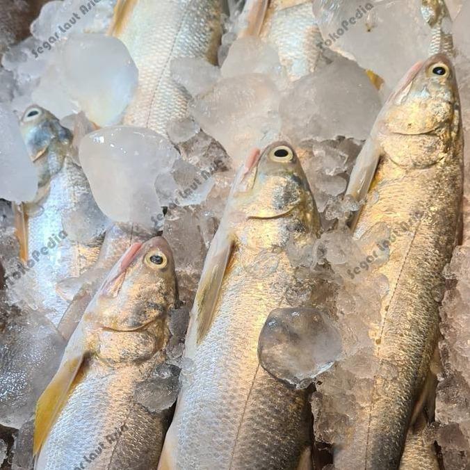 Ready Ikan Senangin 1Kg Ikan Senangin Segar Ikan Kuro Senangin Seafood Ikan Laut Segar