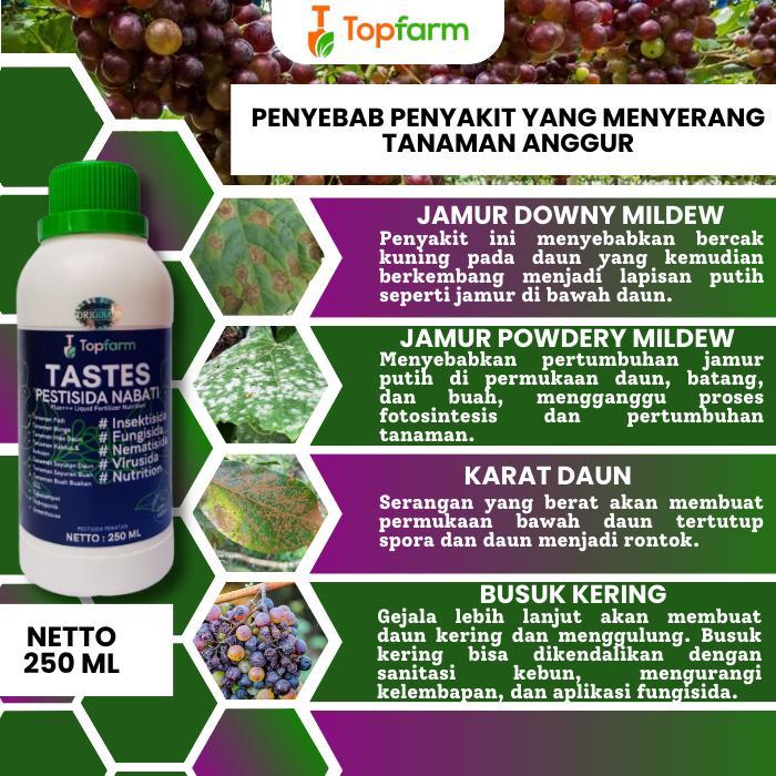 "New" PESTISIDA UNTUK POHON ANGGUR / PESTISIDA KHUSUS TANAMAN ANGGUR / PESTISIDA BUAH ANGGUR /