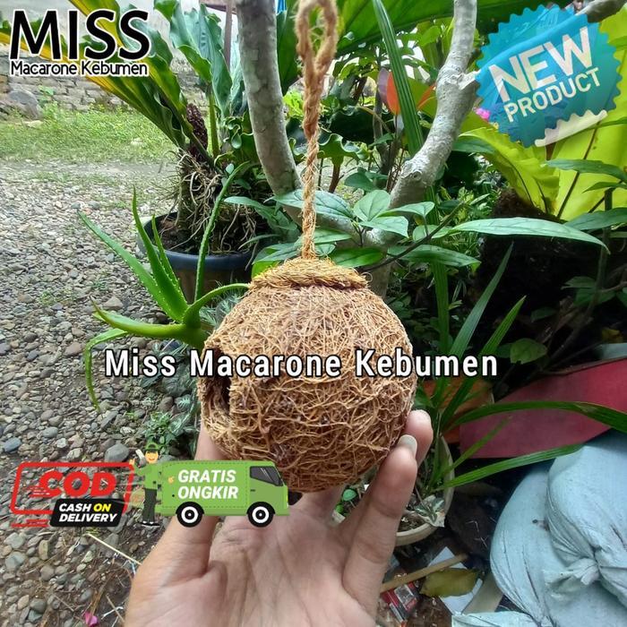 WALNUT SPIDER HOUSE PET SPIDER JUMPING SPIDER / RUMAH SARANG LABA-LABA
