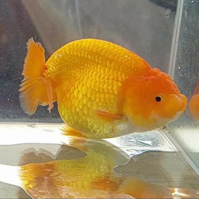Ranchu Hybrid Lionchu Ikan Mas Koki Rancu Hybrid Ikan Hias Terbaru 