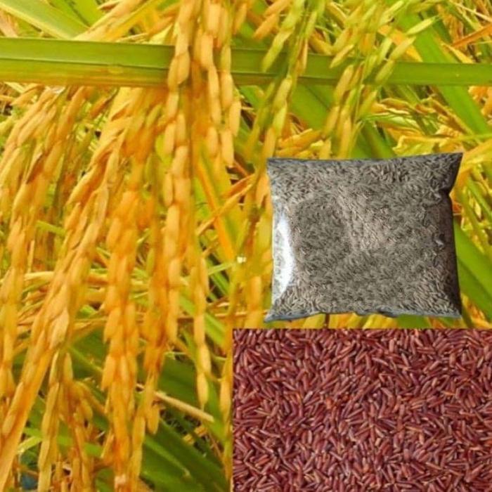 Justfriend_10 Benih Padi Beras Merah Padi Sawah Unggul 1Kg