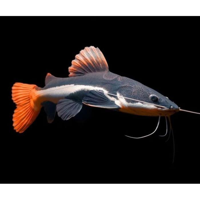 READYY Ikan Hias RTC Baby Cocok Untuk Tankmate & Hiasan Aquarium