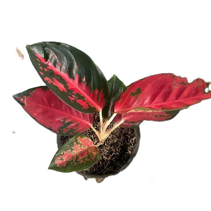 Aglonema Suksom jaipong, Tanamanhias suksom jaipong Aglonema murah Merah