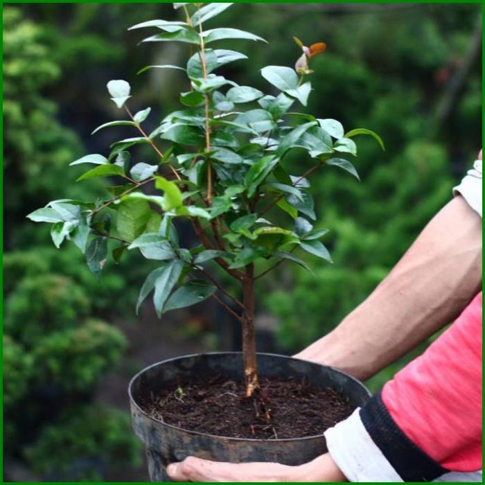 DEWANDARU TANAMAN HIAS BIBIT BONSAI BENIH BONSAI BIBIT BENIH TANAMAN H