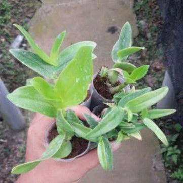 Promo  Paket 4 Anggrek Dendrodium Seedling - Anggrek Dendrobium