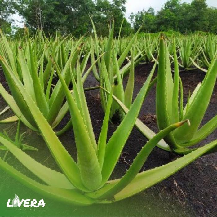 New Bibit Lidah Buaya Pontianak / Kalimantan