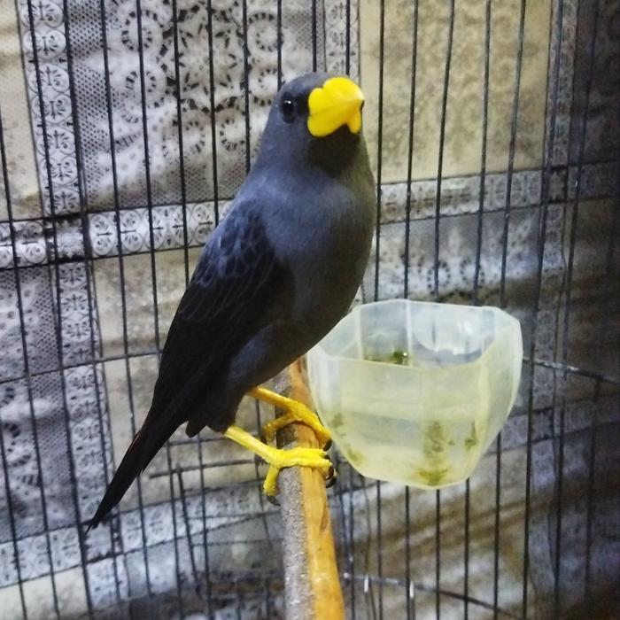 JALAK RIO RIO RAWATAN BUNYI