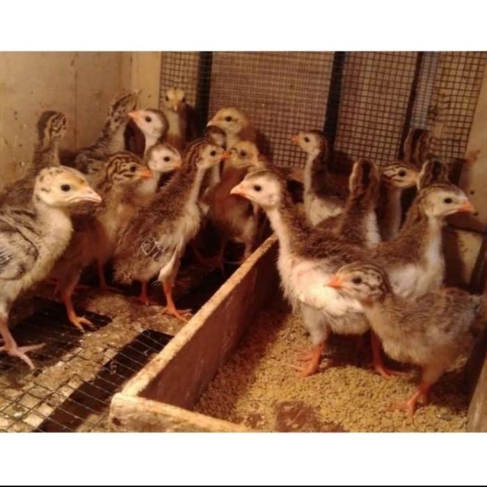 33og- Anak Ayam Hias Mutiara Murah