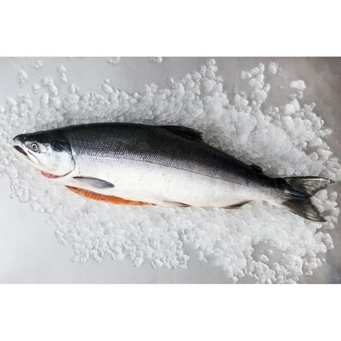Ikan salmon frozen utuh per 1 ekor ( Norwegian salmon frozen )