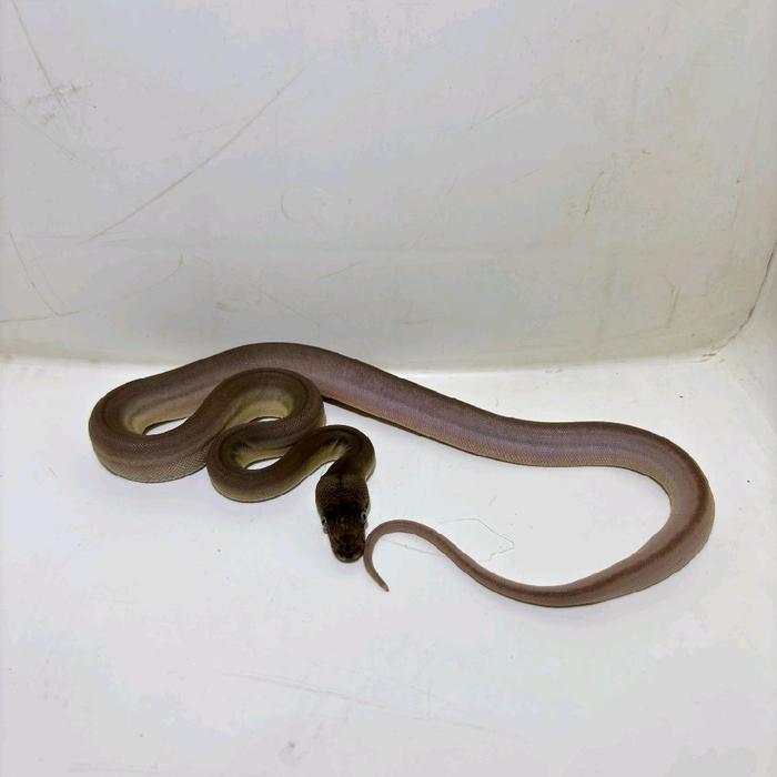 REDAY Terlaris BABY RETIC/SANCA MORP GC TIGER PHANTOM HET ALBINO Promo Murah