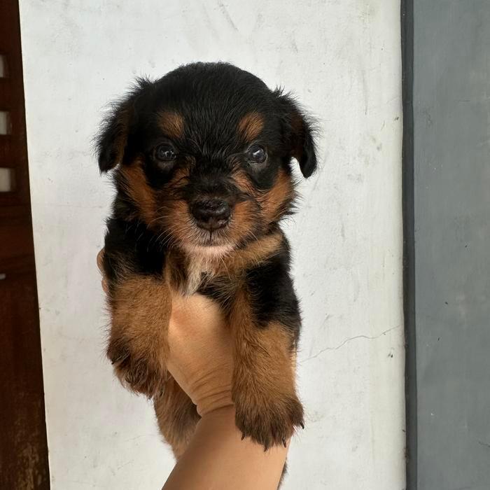 TERLARIS Anak anjing corgi mix toy poodle JANTAN