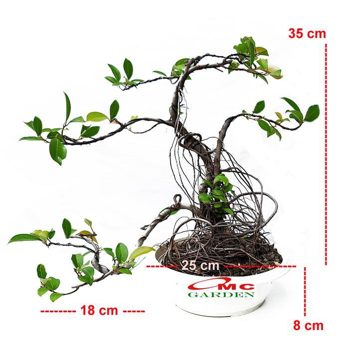 Bonsai Beringin Lokal Local Iprik Kimeng Ficus Microcarpa B-BR-001