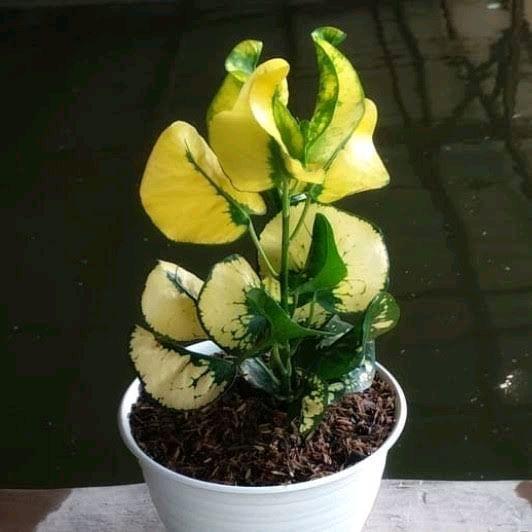 Tanaman Hias Puring Apel/ Puring Apel / Tanaman Hias Puring / Pohon Puring Alami Kuning