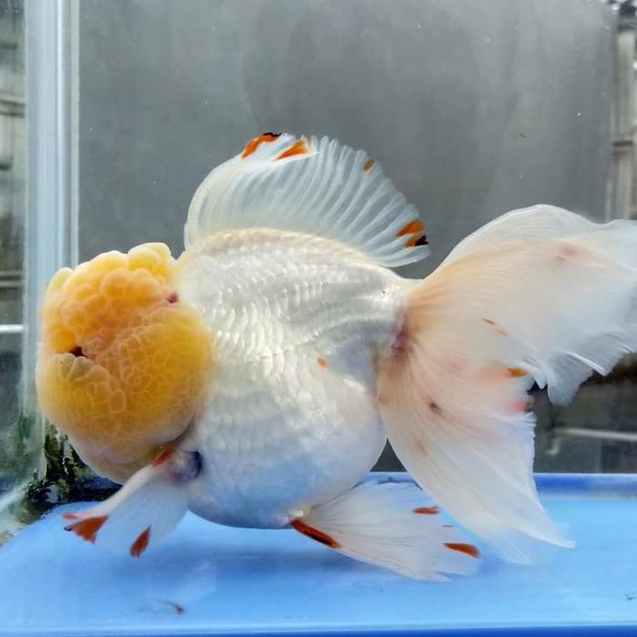 Ikan Mas Koki Oranda Putih Terbaru 