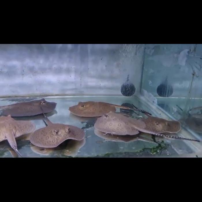 Pari Motoro Stingray Diameter 13Cm Terbaru 