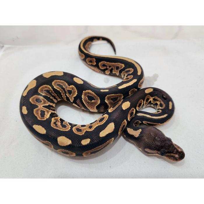 Ready Ball Python Cinnamon het Pied Female kode B