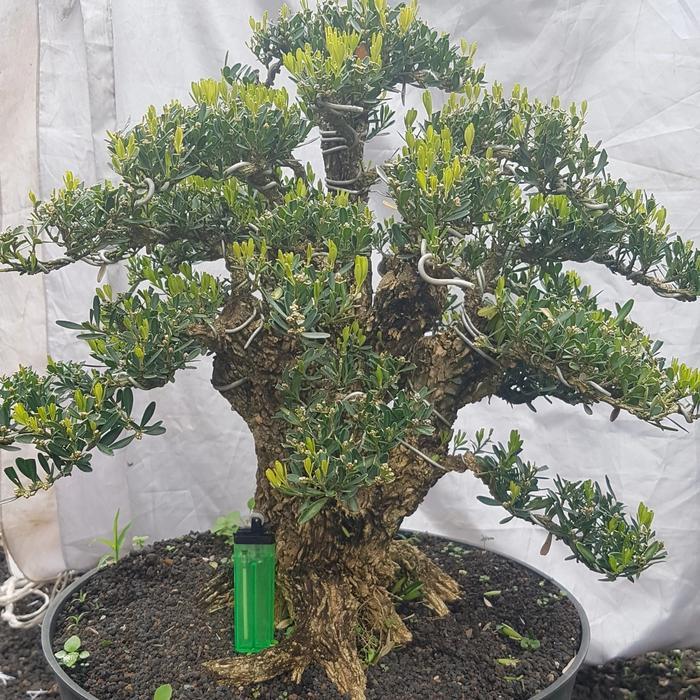 Tanaman hias bonsai boxus batang besar dan berkarakter