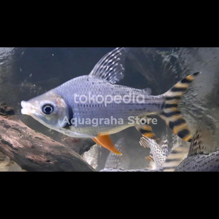 Ikan Hias Red Feifeng Red Fei Feng RFF American Flagtail