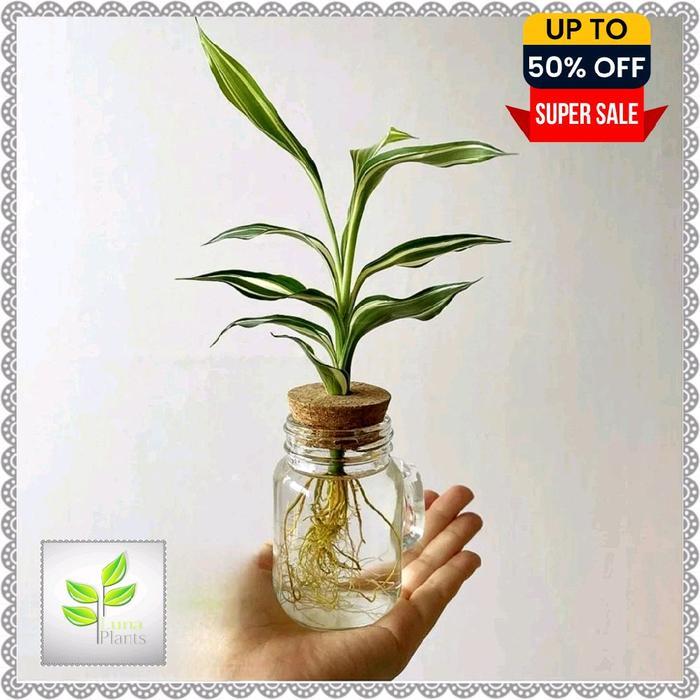 Raflezia Paket 3 Bambu Hoki Media Air - Bambu Hoki Varigata - Bambu Hoki Kuning - Bambu Hoki Hijau -